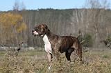 AMSTAFF ADULT 133